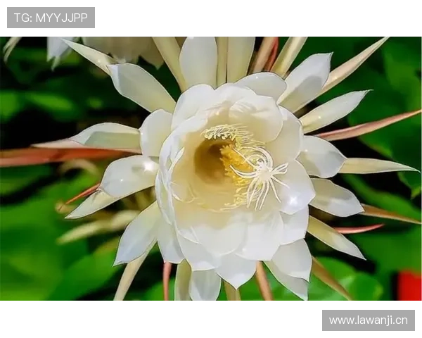 亚马尔：百年一遇的天赋还是被舆论高估的昙花一现？